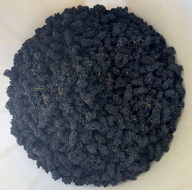Vat full of whole bunch of pinot noir grapes
