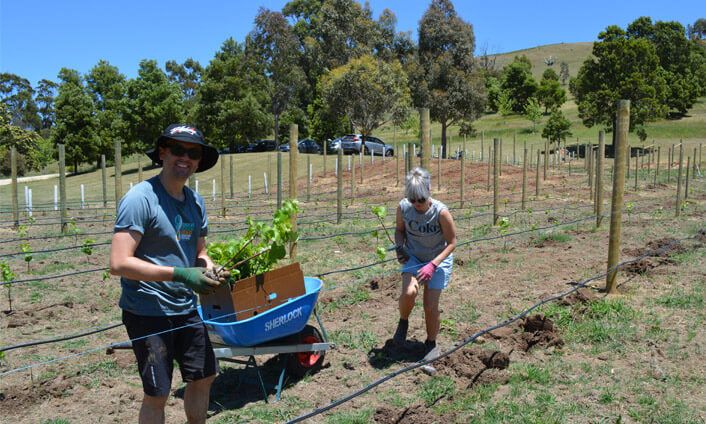 Friends helping to plant our MV6 Pinot Noir clone in 2018 - Macedon Ranges winery