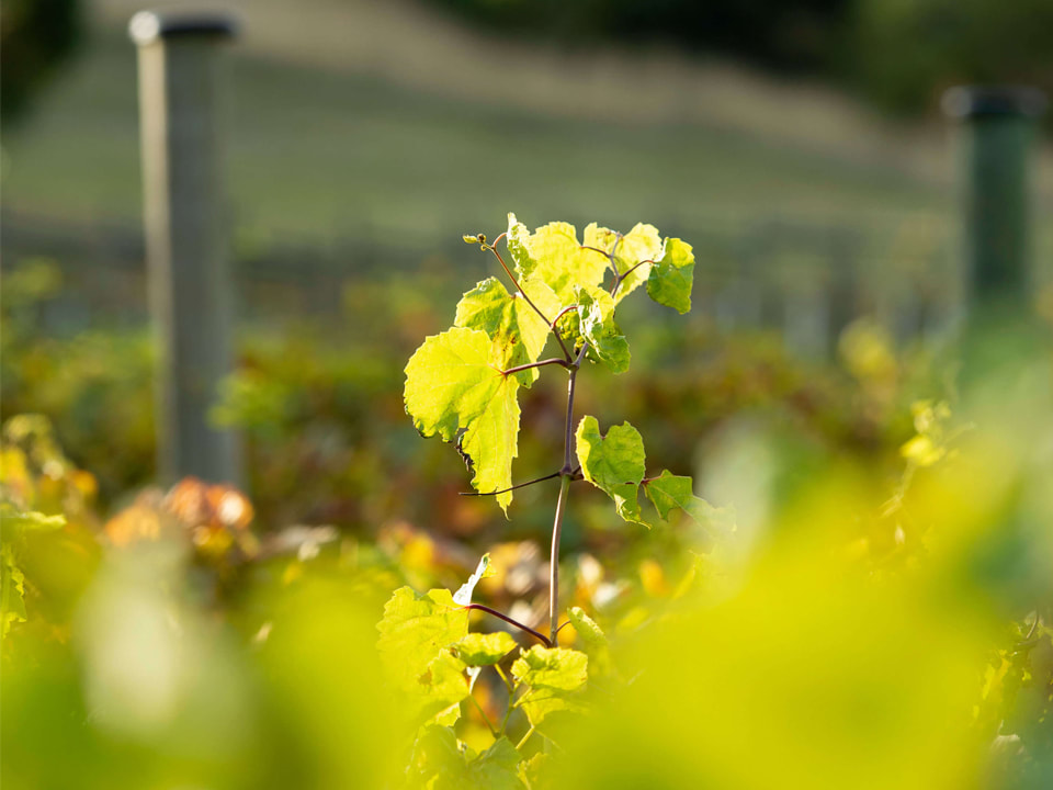 Macedon Ranges Vineyard - Vine growing with sunlight cast over the leaves